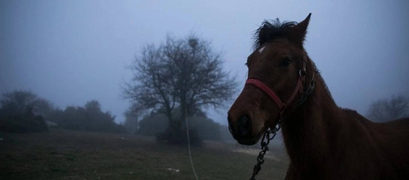 Φωτιά στην Βαρυμπόμπη: Ανησυχία για πάνω από 300 άλογα στους ιππικούς ομίλους της περιοχής